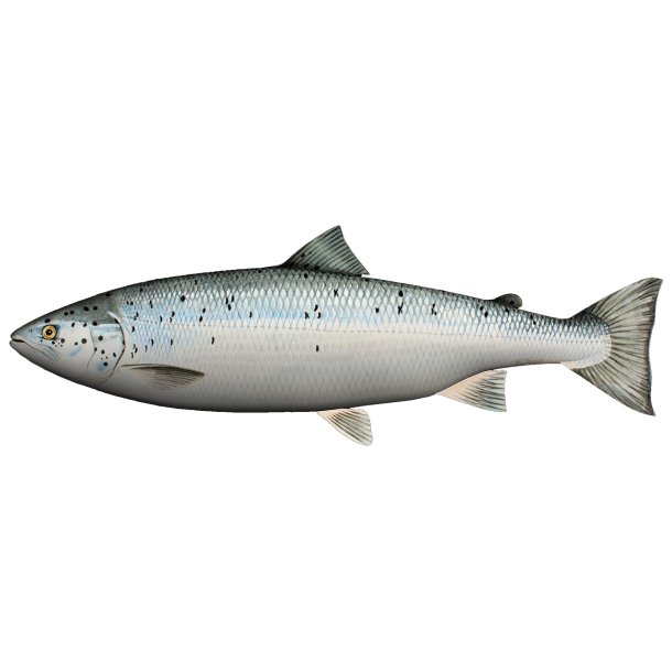 Pute - Laks 60cm