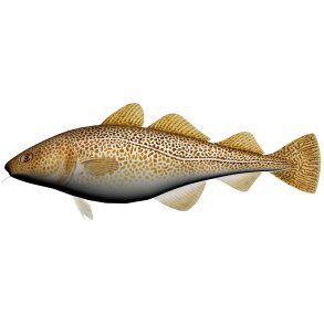 Pute Torsk 60cm