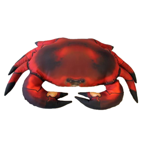 Pute Krabbe 60cm Cancer Pagurus